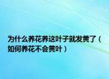 为什么养花养这叶子就发黄了（如何养花不会黄叶）
