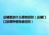 店铺里放什么植物招财（店铺门口放哪种植物最招财）