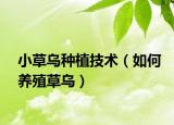 小草乌种植技术（如何养殖草乌）
