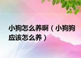小狗怎么养啊（小狗狗应该怎么养）