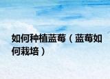 如何种植蓝莓（蓝莓如何栽培）