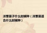 洋葱苗子什么时候种（洋葱苗适合什么时候种）