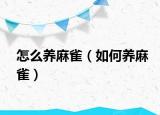 怎么养麻雀（如何养麻雀）