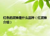 红色的泥鳅是什么品种（红泥鳅介绍）