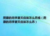爬藤的月季夏天应该怎么养殖（爬藤的月季夏天应该怎么养）