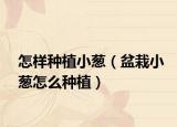 怎样种植小葱（盆栽小葱怎么种植）