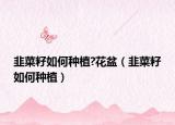 韭菜籽如何种植?花盆（韭菜籽如何种植）
