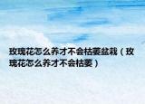 玫瑰花怎么养才不会枯萎盆栽（玫瑰花怎么养才不会枯萎）