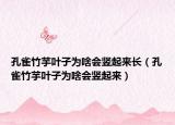孔雀竹芋叶子为啥会竖起来长（孔雀竹芋叶子为啥会竖起来）
