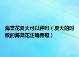 海棠花夏天可以种吗（夏天的时候的海棠花正确养殖）