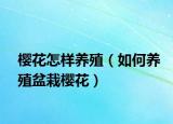 樱花怎样养殖（如何养殖盆栽樱花）