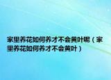 家里养花如何养才不会黄叶呢（家里养花如何养才不会黄叶）