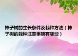 柿子树的生长条件及栽种方法（柿子树的栽种注意事项有哪些）