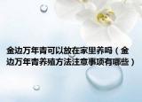金边万年青可以放在家里养吗（金边万年青养殖方法注意事项有哪些）