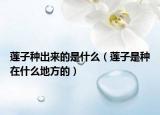莲子种出来的是什么（莲子是种在什么地方的）