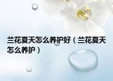 兰花夏天怎么养护好（兰花夏天怎么养护）