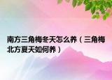 南方三角梅冬天怎么养（三角梅北方夏天如何养）