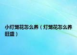 小灯笼花怎么养（灯笼花怎么养旺盛）