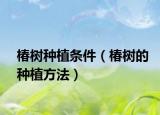 椿树种植条件（椿树的种植方法）