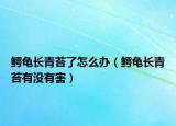鳄龟长青苔了怎么办（鳄龟长青苔有没有害）
