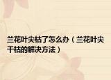 兰花叶尖枯了怎么办（兰花叶尖干枯的解决方法）