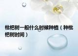枇杷树一般什么时候种植（种枇杷树时间）