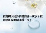 发财树大约多长时间浇一次水（发财树多长时间浇水一次）