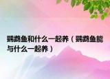 鹦鹉鱼和什么一起养（鹦鹉鱼能与什么一起养）