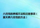 六月雪的养殖方法和注意事项（夏天养六月雪的方法）