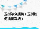 玉树怎么插苗（玉树如何插接栽培）