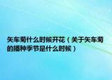 矢车菊什么时候开花（关于矢车菊的播种季节是什么时候）