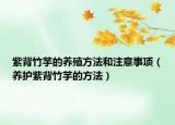 紫背竹芋的养殖方法和注意事项（养护紫背竹芋的方法）