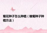 菊花种子怎么种植（锥菊种子种植方法）