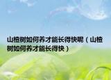 山楂树如何养才能长得快呢（山楂树如何养才能长得快）