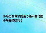 小鸟怎么养才能活（还不会飞的小鸟养殖技巧）