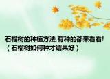 石榴树的种植方法,有种的都来看看!（石榴树如何种才结果好）
