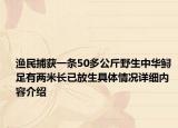 渔民捕获一条50多公斤野生中华鲟 足有两米长已放生具体情况详细内容介绍