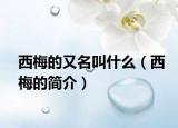 西梅的又名叫什么（西梅的简介）