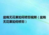 盆栽无花果如何修剪视频（盆栽无花果如何修剪）