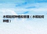 水稻如何种植和管理（水稻如何种植）