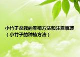 小竹子盆栽的养殖方法和注意事项（小竹子的种植方法）