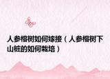 人参榕树如何嫁接（人参榕树下山桩的如何栽培）
