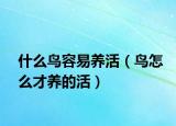 什么鸟容易养活（鸟怎么才养的活）