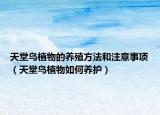 天堂鸟植物的养殖方法和注意事项（天堂鸟植物如何养护）