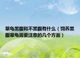 草龟黑腹和不黑腹有什么（饲养黑腹草龟需要注意的几个方面）