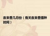 夜来香几月份（有关夜来香播种时间）