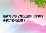 绿萝叶子软了怎么回事（绿萝叶子软了如何处理）
