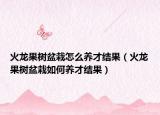 火龙果树盆栽怎么养才结果（火龙果树盆栽如何养才结果）