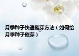 月季种子快速催芽方法（如何给月季种子催芽）
