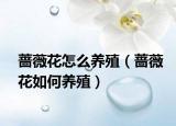 蔷薇花怎么养殖（蔷薇花如何养殖）